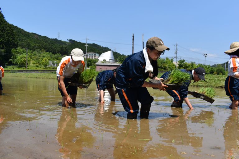 田植え